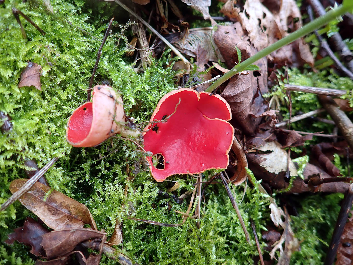Photo by Penny Cullington Sarcoscypha austriaca by Penny Cullington